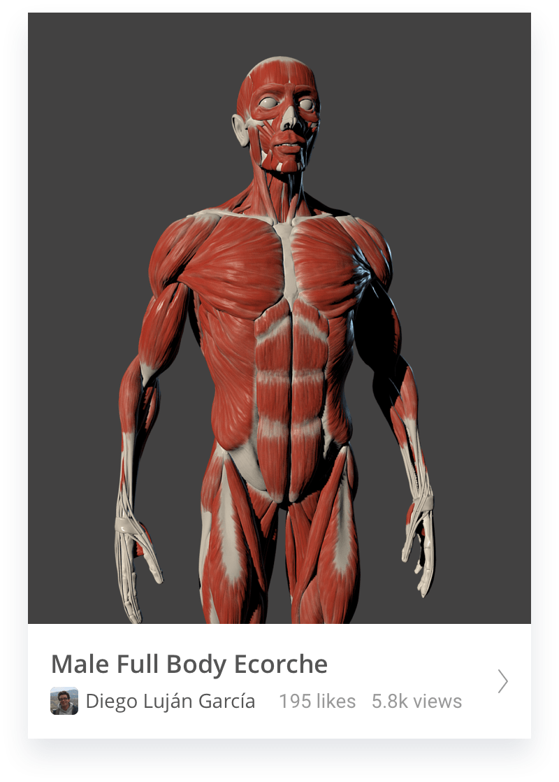 Male body ecorche thumbnail