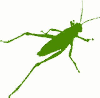 Grasshopper